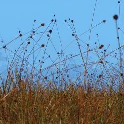 Button grass