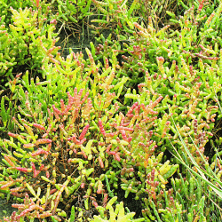 Salt bush city
              limits