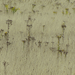 Weedy meadow near
              Snape Maltings