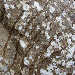 blotchy rock