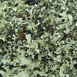 Yet more lovely
              lichen...