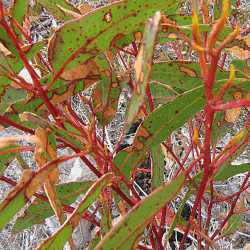 Wattle perchance?