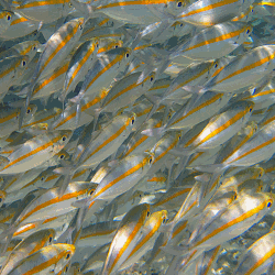 More fish in Sabah