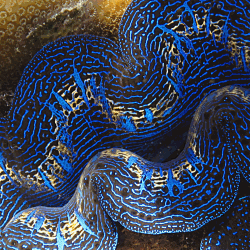 Giant clam in Sabah