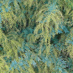Wattle