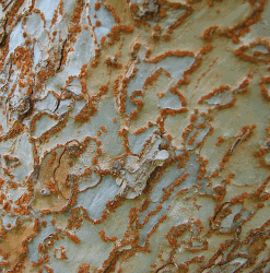 bark #77