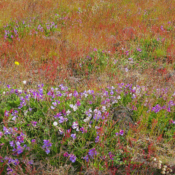 Icelandic summer
              meadow